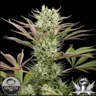 Dinafem Seeds Deep Cheese